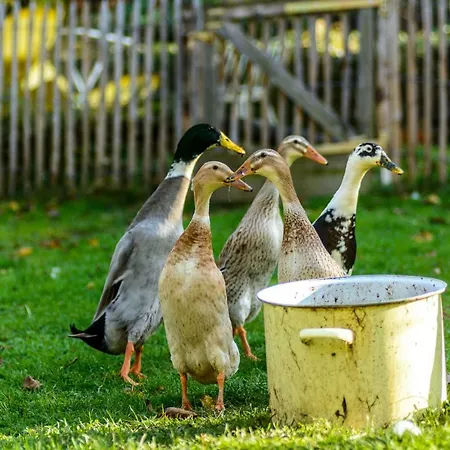 Anna's Siedlungshaeusle Casa vacanze Herrenberg