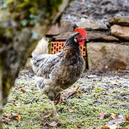 Casa vacanze Anna's Siedlungshaeusle *