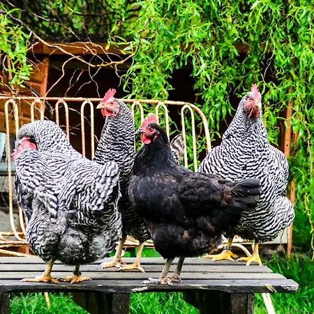 Anna's Siedlungshaeusle *